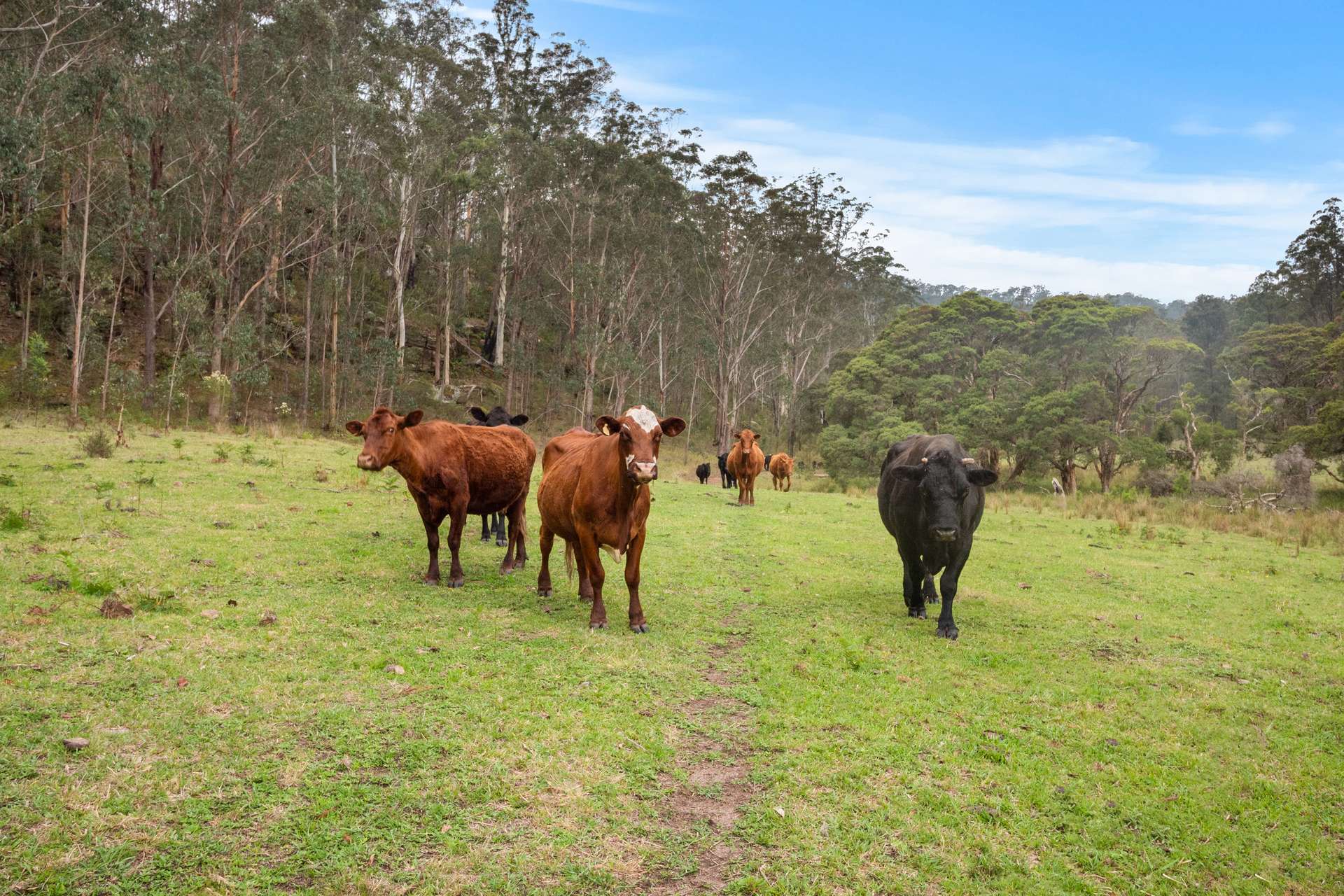 Lot 314, 1341A Putty Valley Road, Putty For Sale by Farmbuy.com - image 10