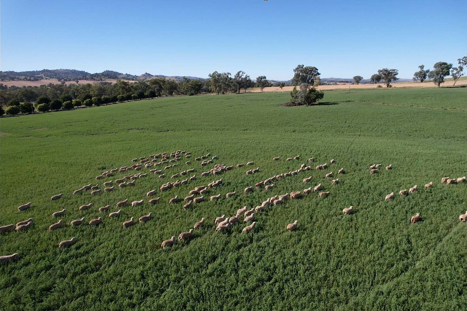 Dicksons, 0 Bennett Springs Road, Cowra For Sale by Farmbuy.com - image 5