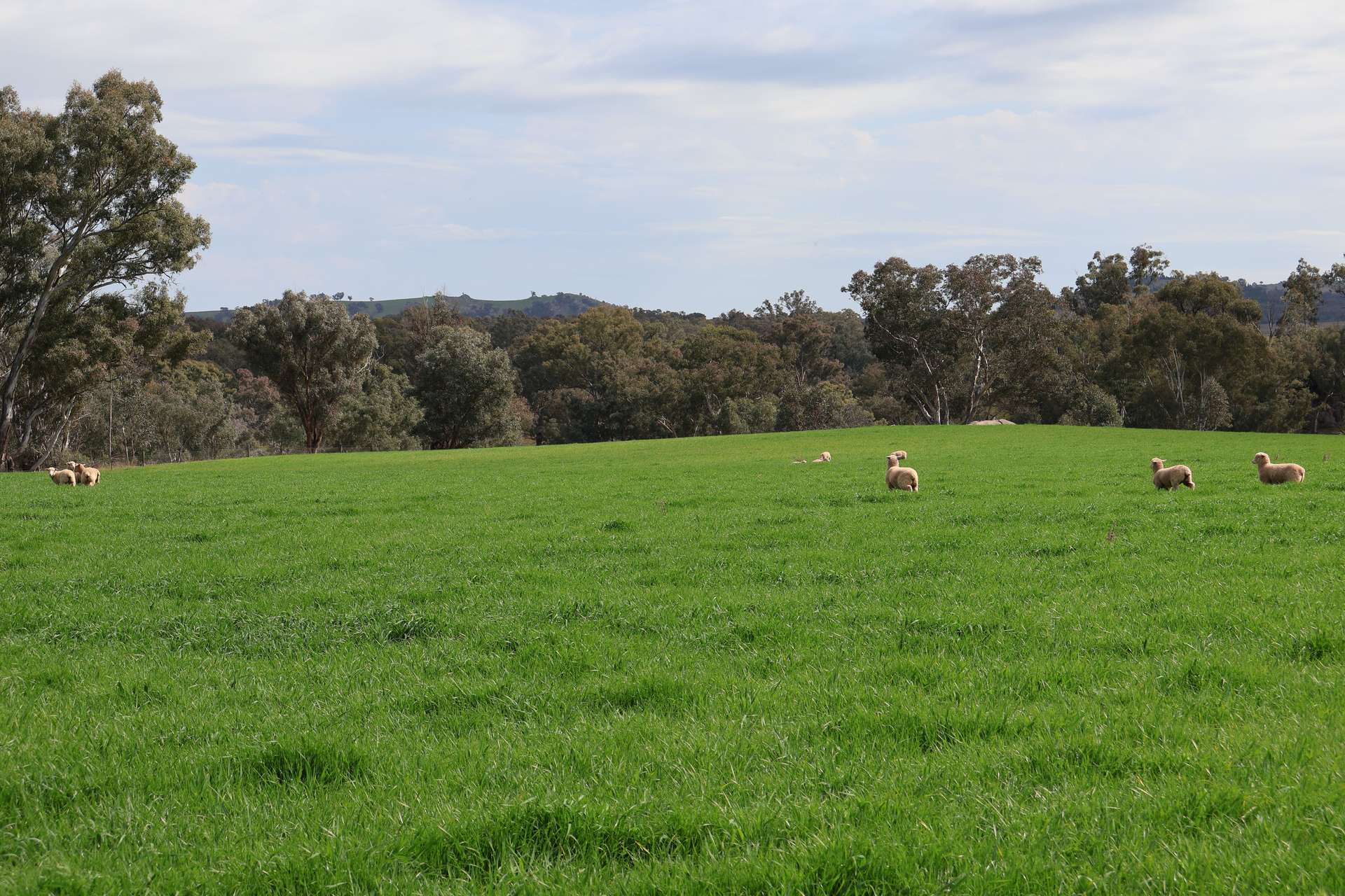 Dicksons, 0 Bennett Springs Road, Cowra For Sale by Farmbuy.com - image 10