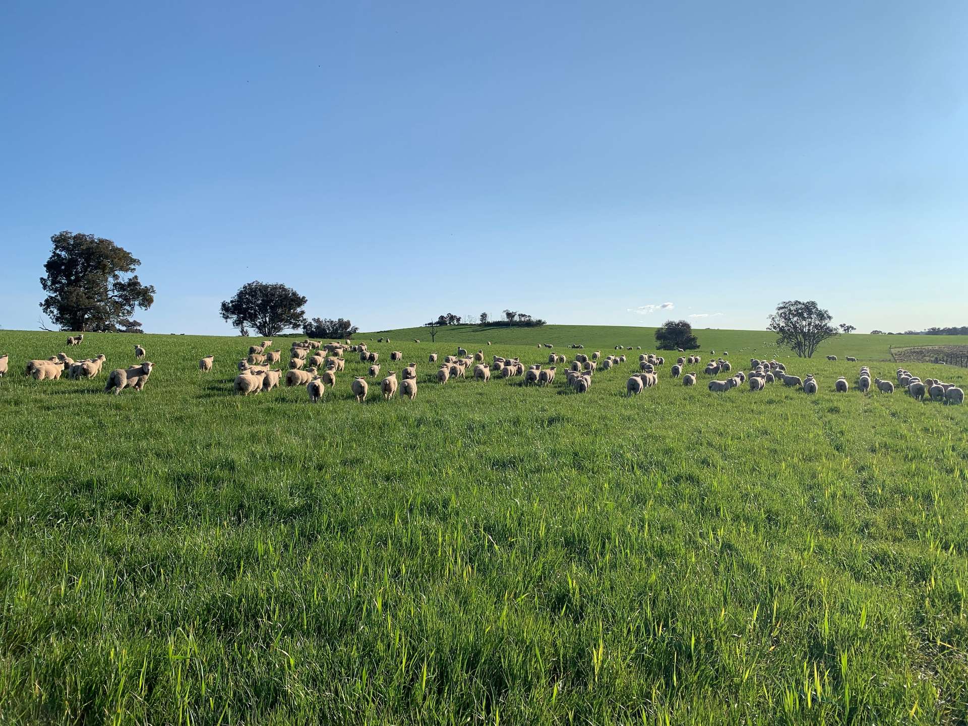 Dicksons, 0 Bennett Springs Road, Cowra For Sale by Farmbuy.com - image 3