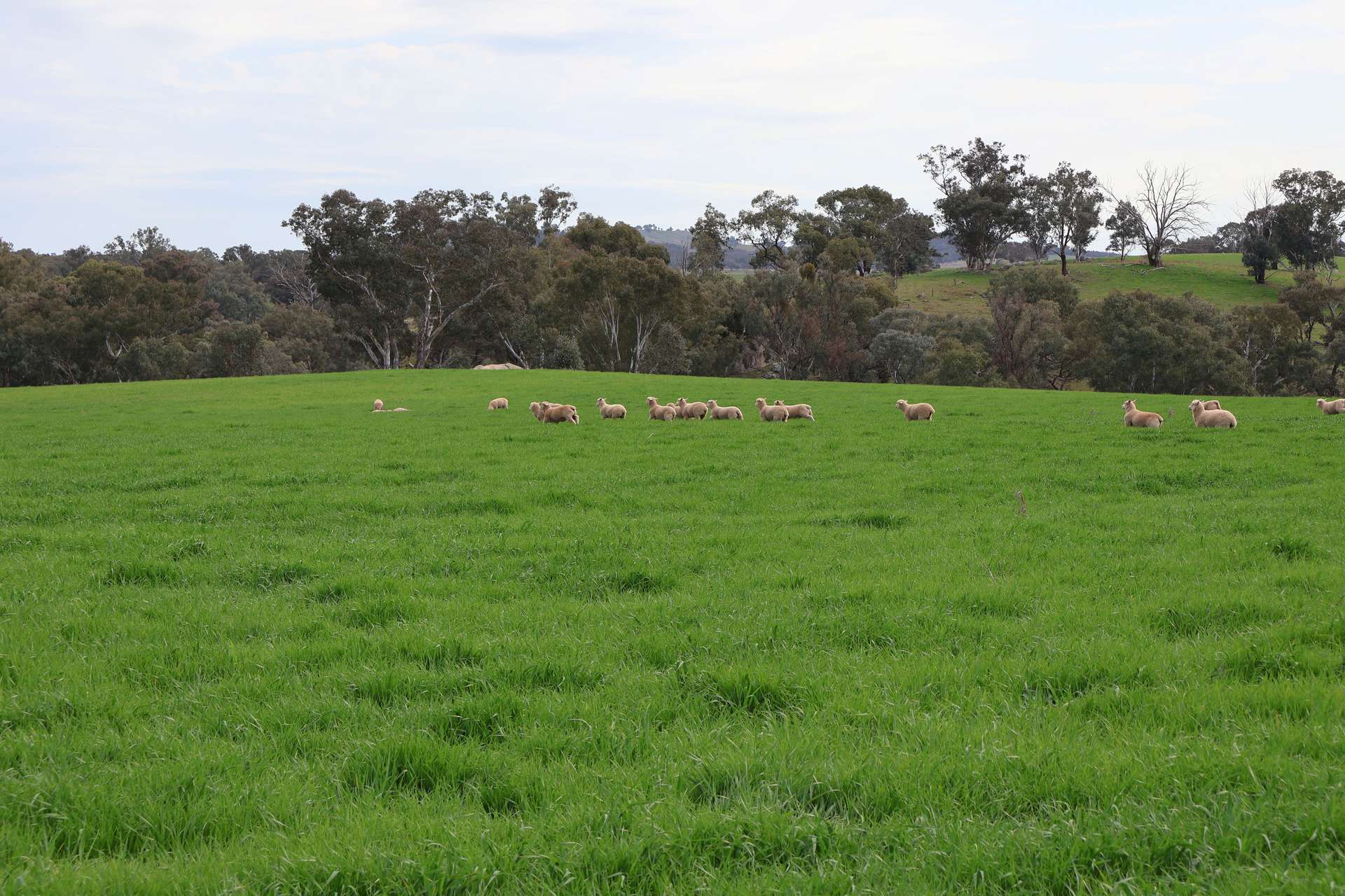 Dicksons, 0 Bennett Springs Road, Cowra For Sale by Farmbuy.com - image 11