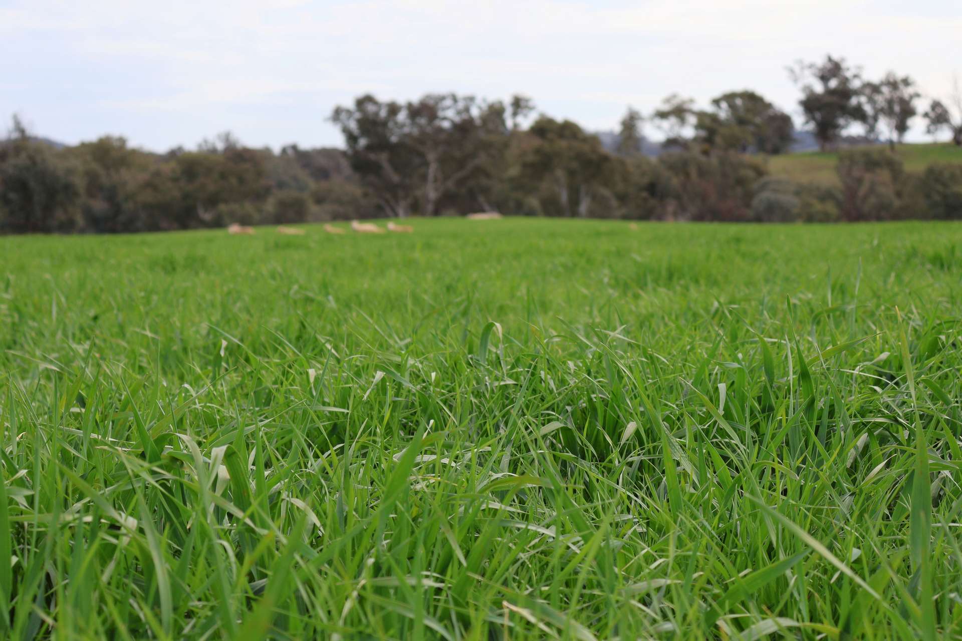 Dicksons, 0 Bennett Springs Road, Cowra For Sale by Farmbuy.com - image 2