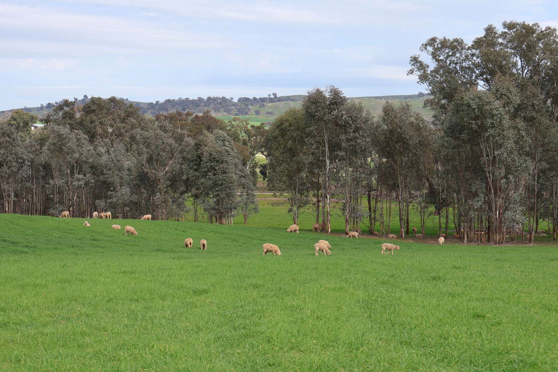 Dicksons, 0 Bennett Springs Road, Cowra For Sale by Farmbuy.com - image 12