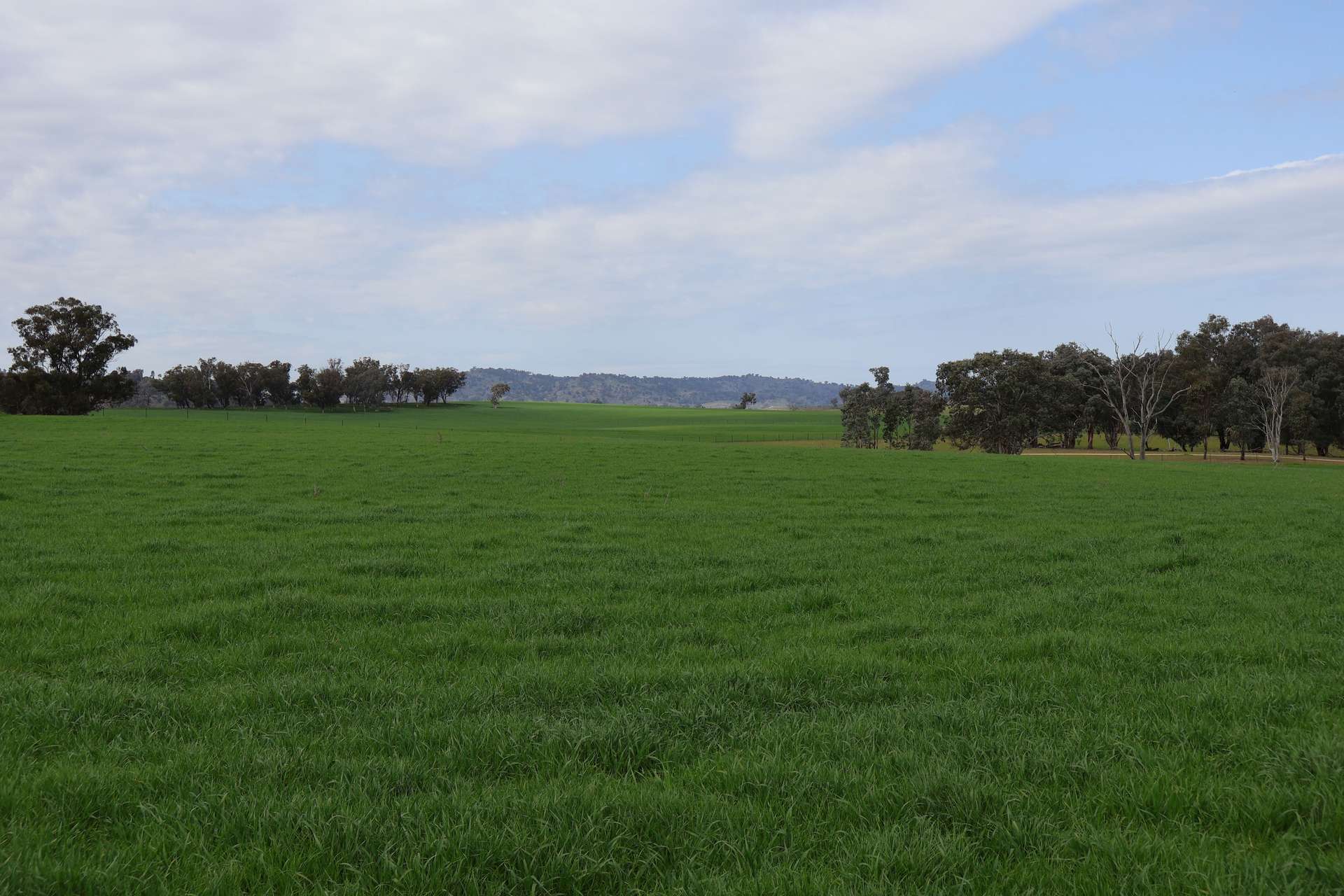 Dicksons, 0 Bennett Springs Road, Cowra For Sale by Farmbuy.com - image 14
