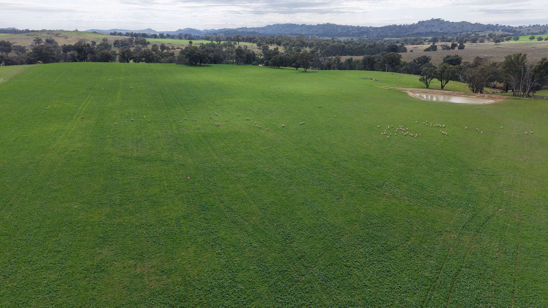 Dicksons, 0 Bennett Springs Road, Cowra For Sale by Farmbuy.com - image 7