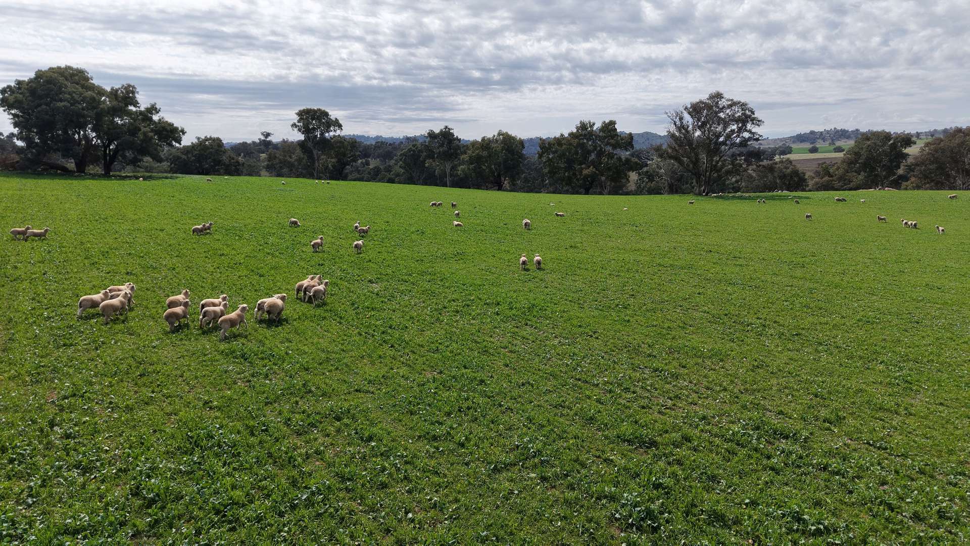 Dicksons, 0 Bennett Springs Road, Cowra For Sale by Farmbuy.com - image 6