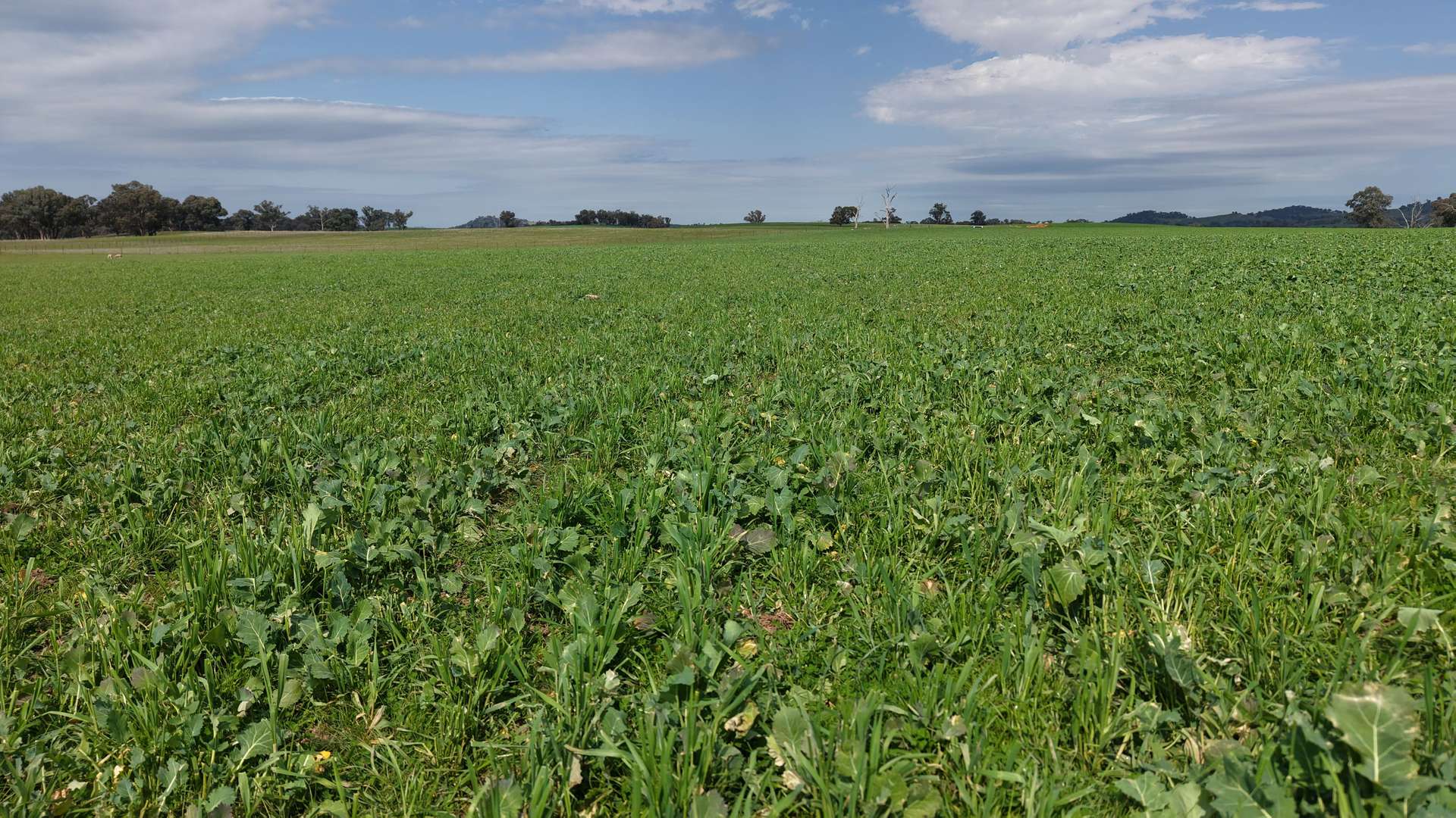 Dicksons, 0 Bennett Springs Road, Cowra For Sale by Farmbuy.com - image 9