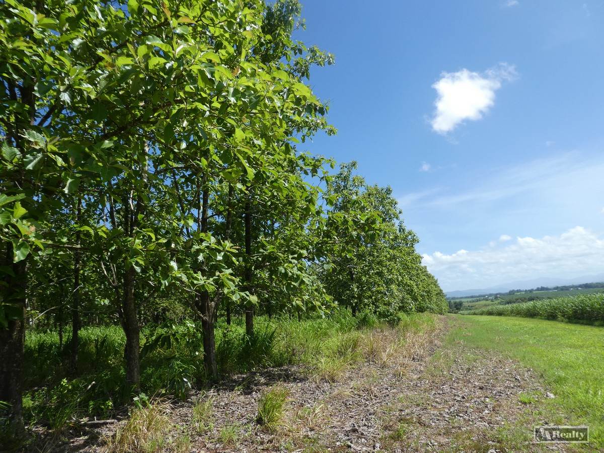 L 18 Camarlinghi Road, Daradgee For Sale by Farmbuy.com - image 11