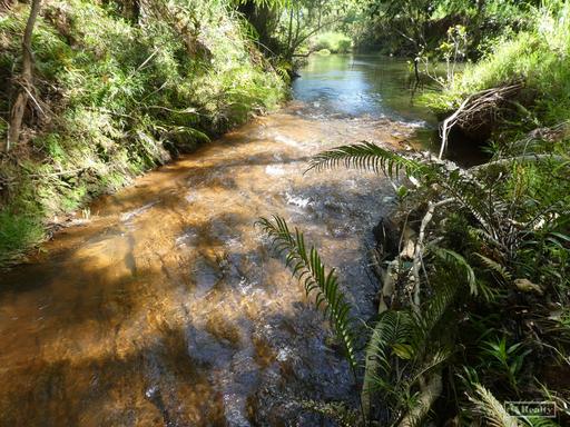 Farm For Sale - QLD - Daradgee - 4860 - 32.32 HA IN GARRADUNGA 