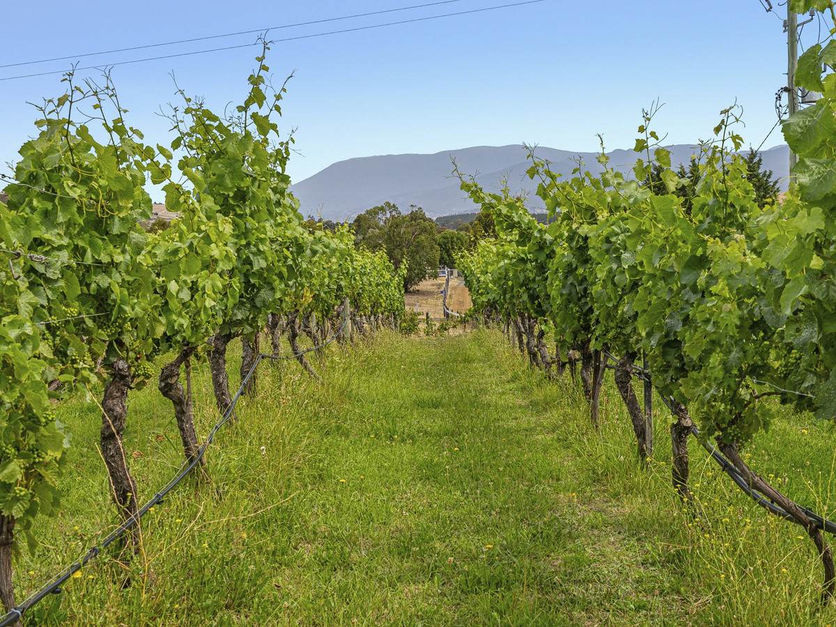 Lot 1, 173 Tea Tree Road, Brighton For Sale by Farmbuy.com - image 29
