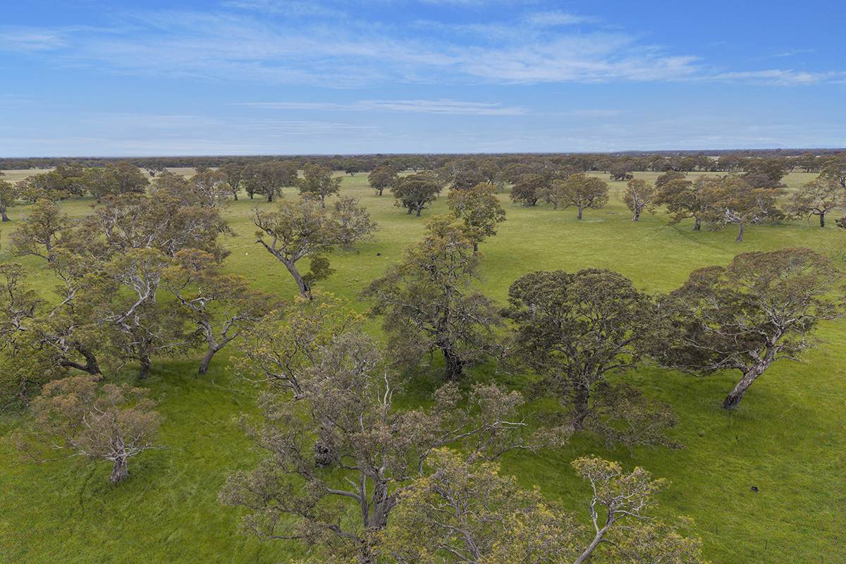 724 McDougalls Lane, Coojar Sold by Farmbuy.com - image 13