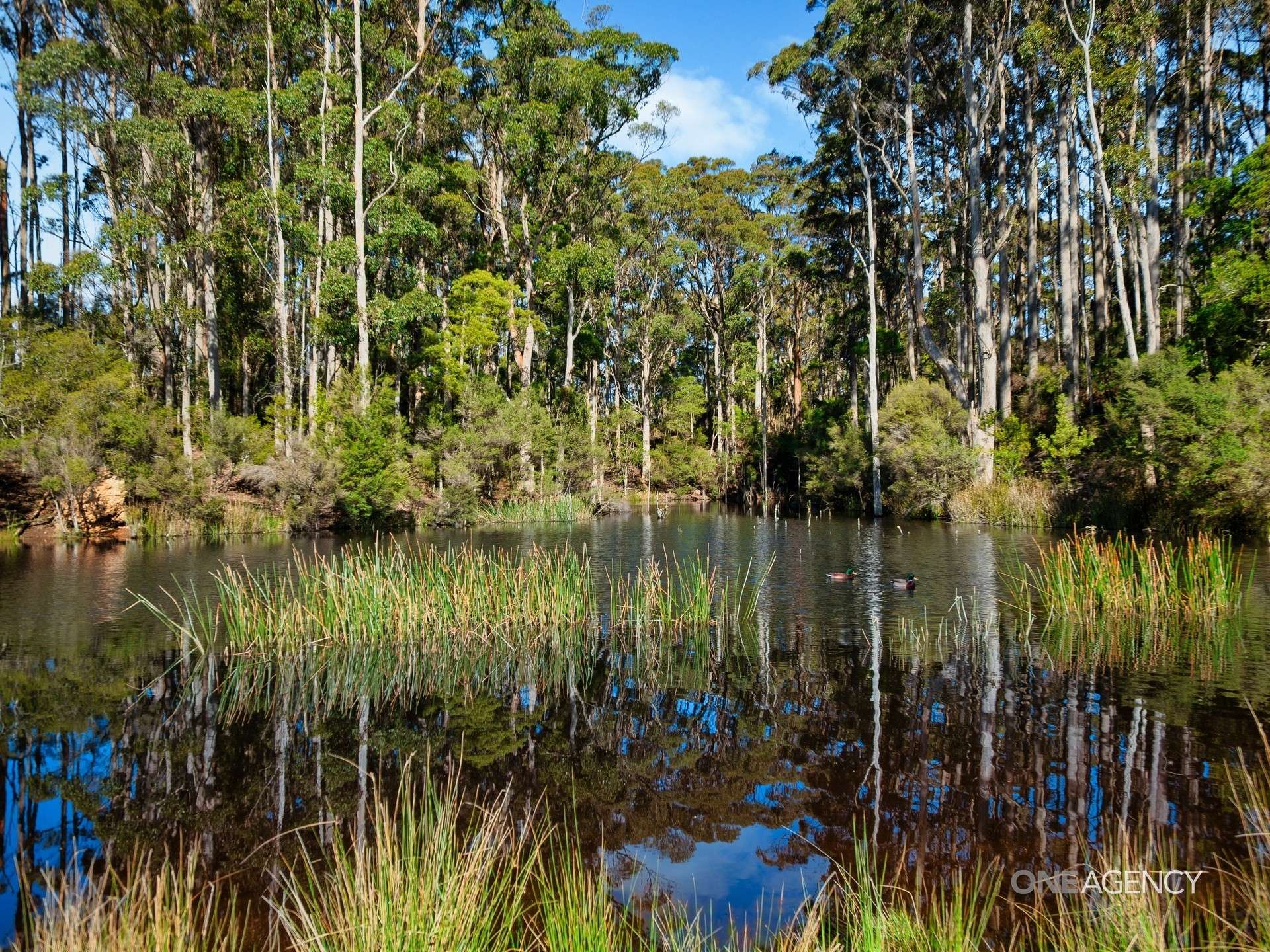 206 Murrays Lane, South Forest For Sale by Farmbuy.com - image 10