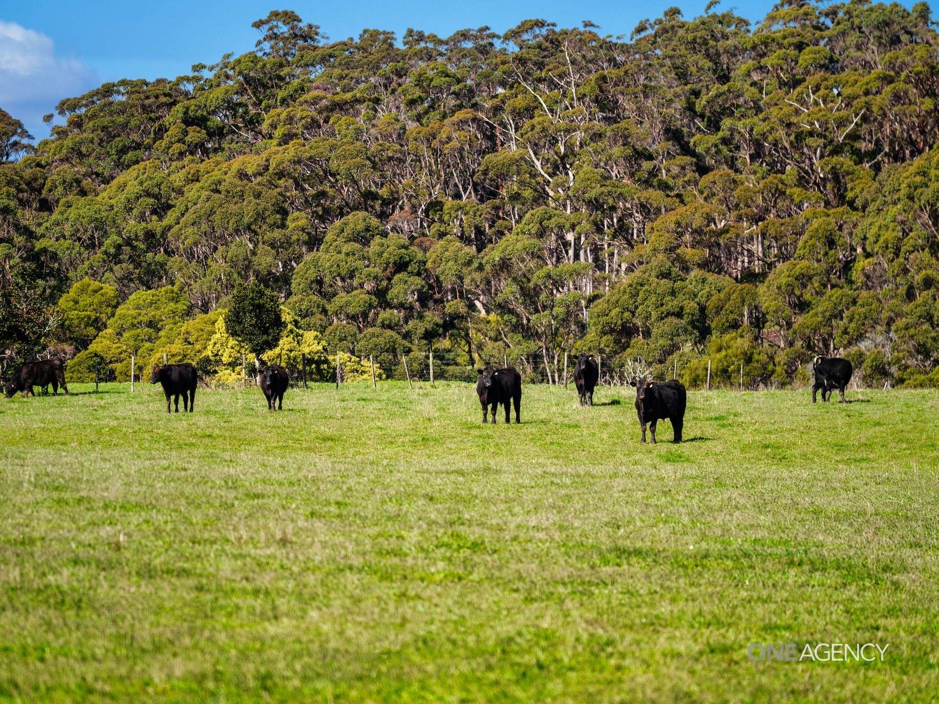 206 Murrays Lane, South Forest For Sale by Farmbuy.com - image 9