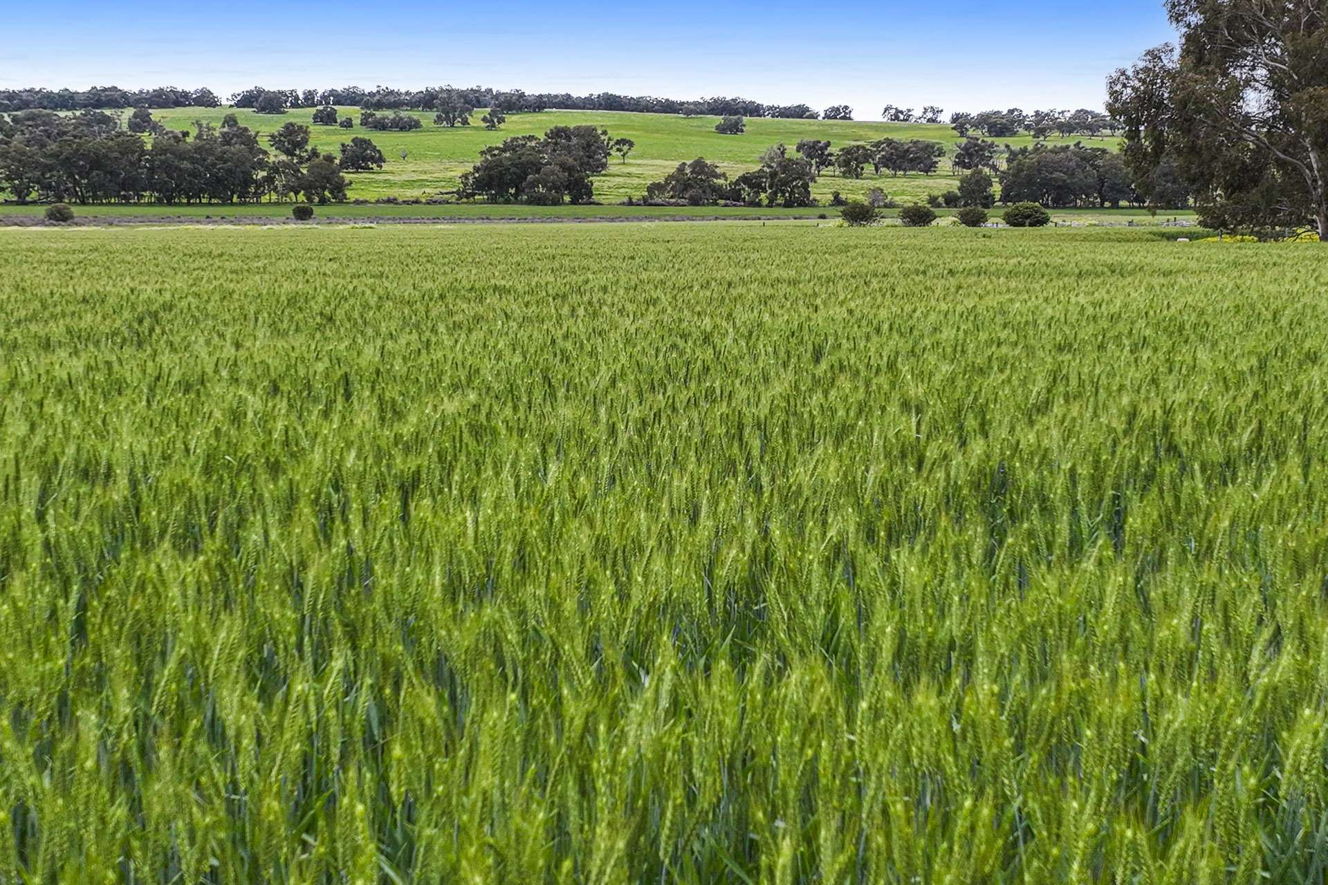 89 Vine Cottage Lane, Dandaragan For Sale by Farmbuy.com - image 27