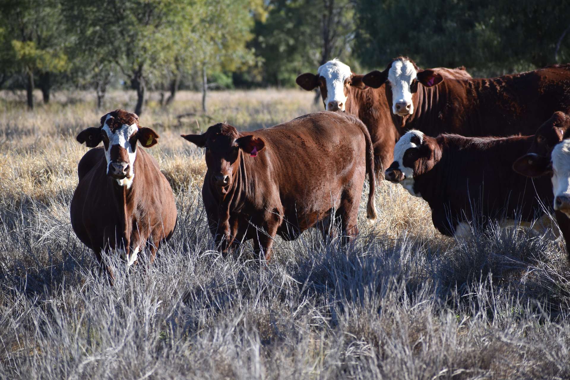 " Northam", Wyandra For Sale by Farmbuy.com - image 8