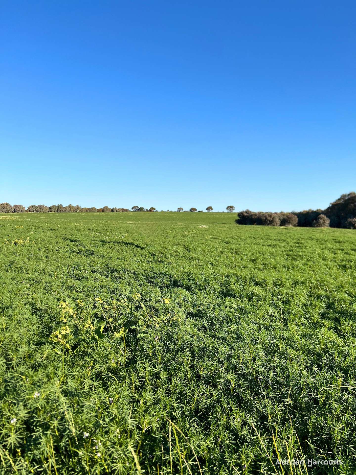 "Spion Kop" Huadanning Road, South Trayning Sold by Farmbuy.com - image 8