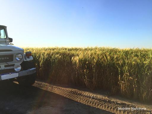 Farm Sold - WA - South Trayning - 6488 - 