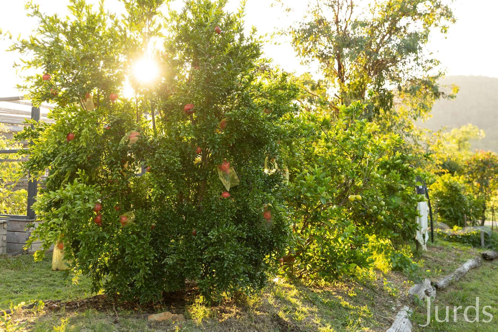 1066 Wollombi Road, Broke For Sale by Farmbuy.com - image 34