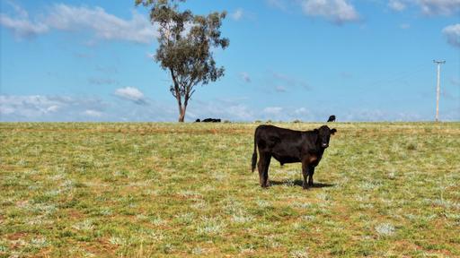 Karamah, Bingara NSW 2404