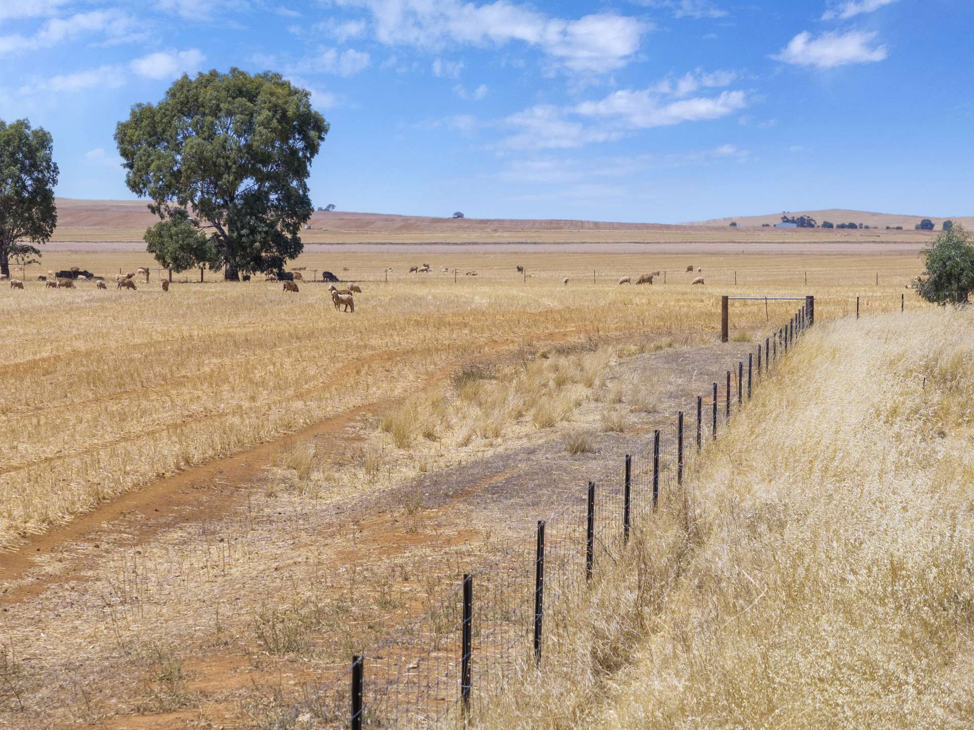 'Klingers' Frost Road, Mannanarie Auction by Farmbuy.com - image 8
