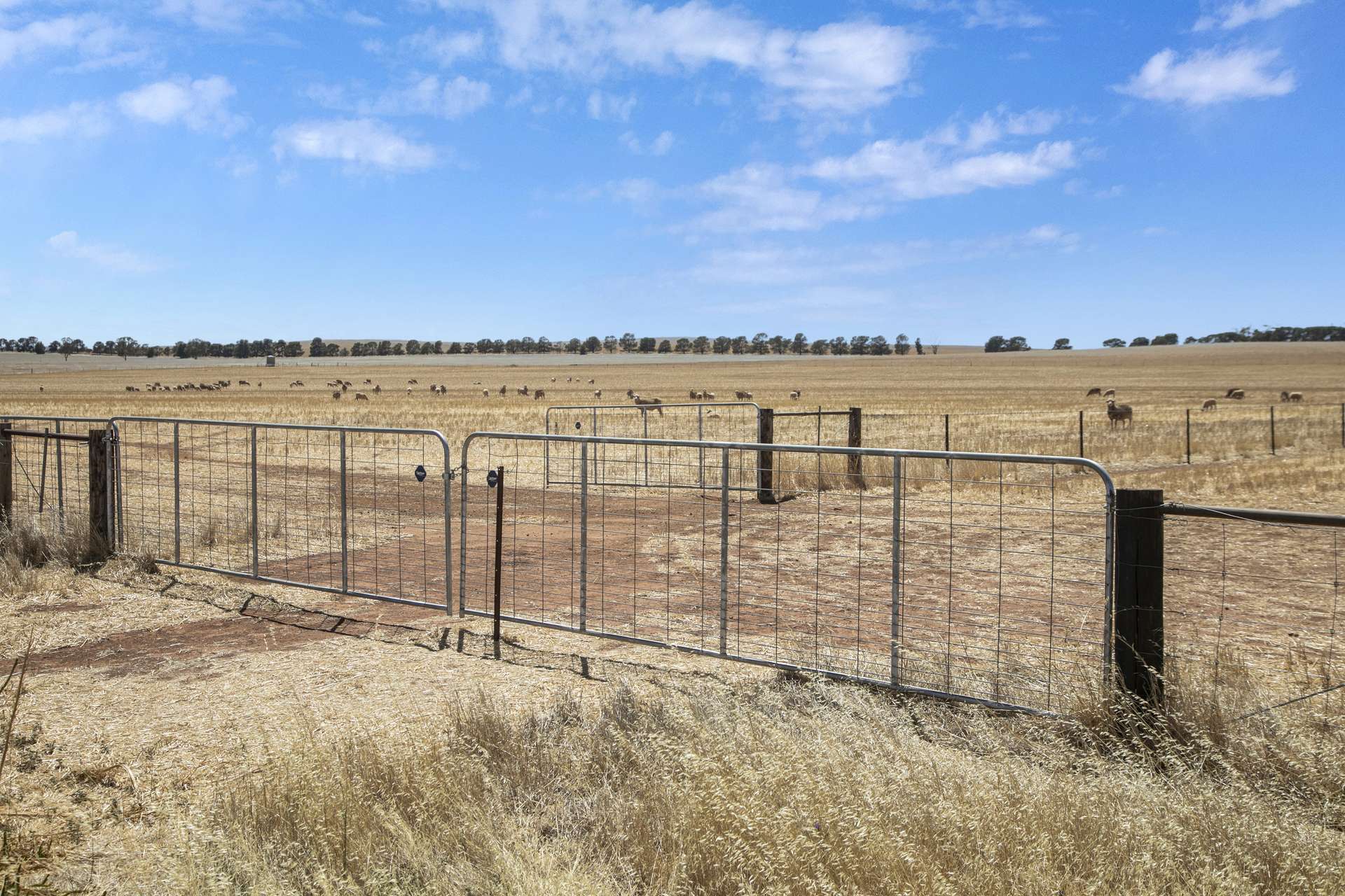 'Klingers' Frost Road, Mannanarie Auction by Farmbuy.com - image 10