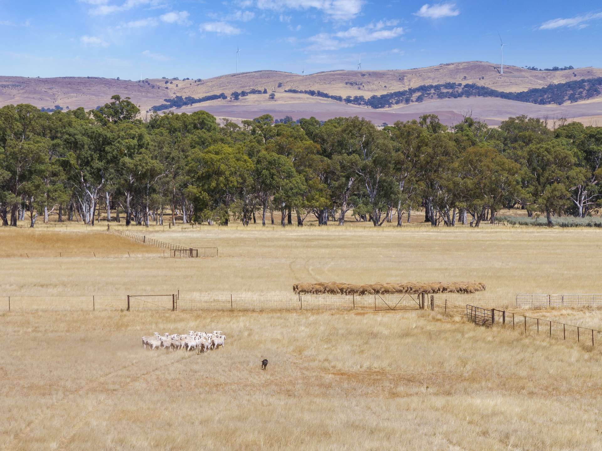 'Klingers' Frost Road, Mannanarie Auction by Farmbuy.com - image 2