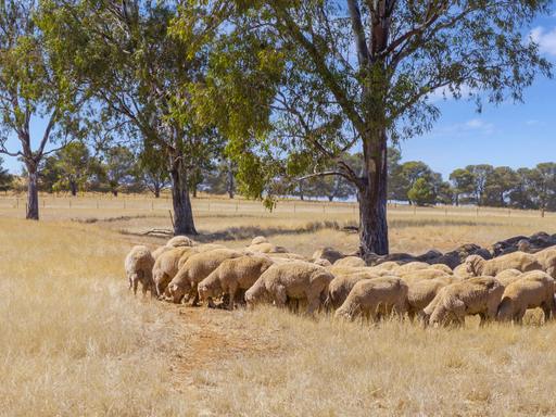 'Klingers' Frost Road, Mannanarie SA 5422