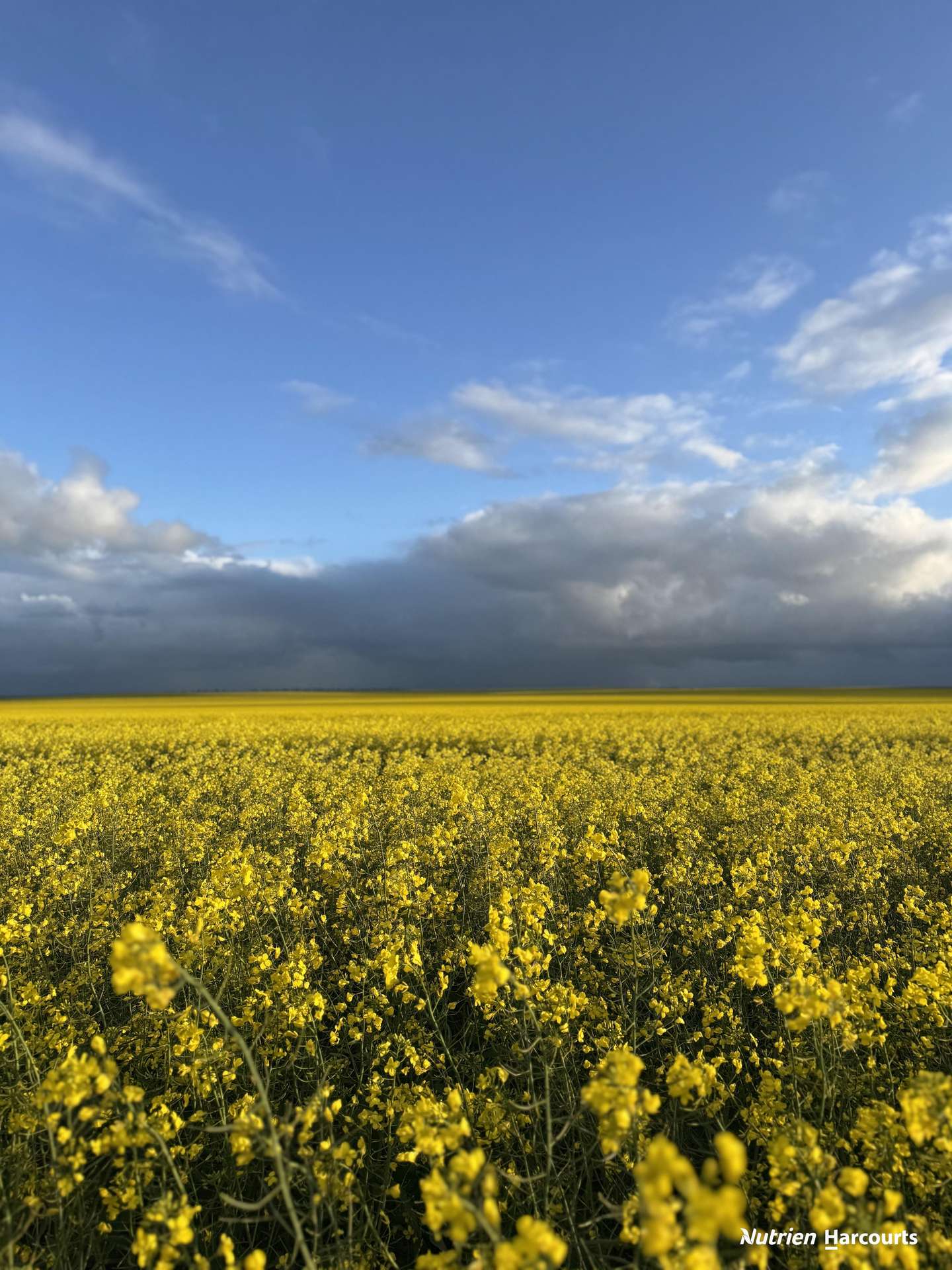533 Yandanooka West Road, Arrino For Sale by Farmbuy.com - image 5