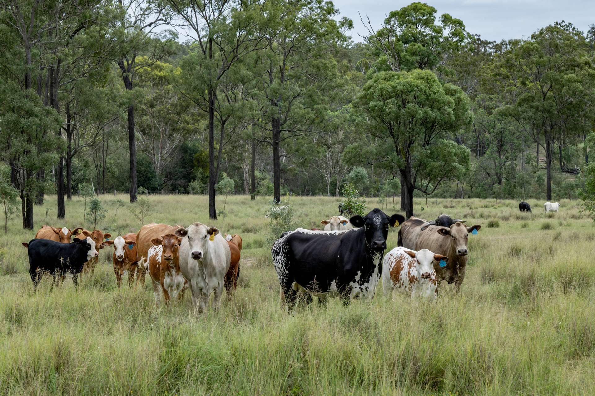 250 Nanango Tarong Road, Nanango For Sale by Farmbuy.com - image 26