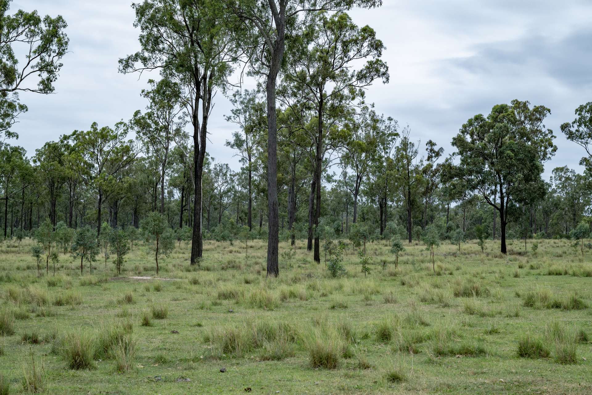 250 Nanango Tarong Road, Nanango For Sale by Farmbuy.com - image 27