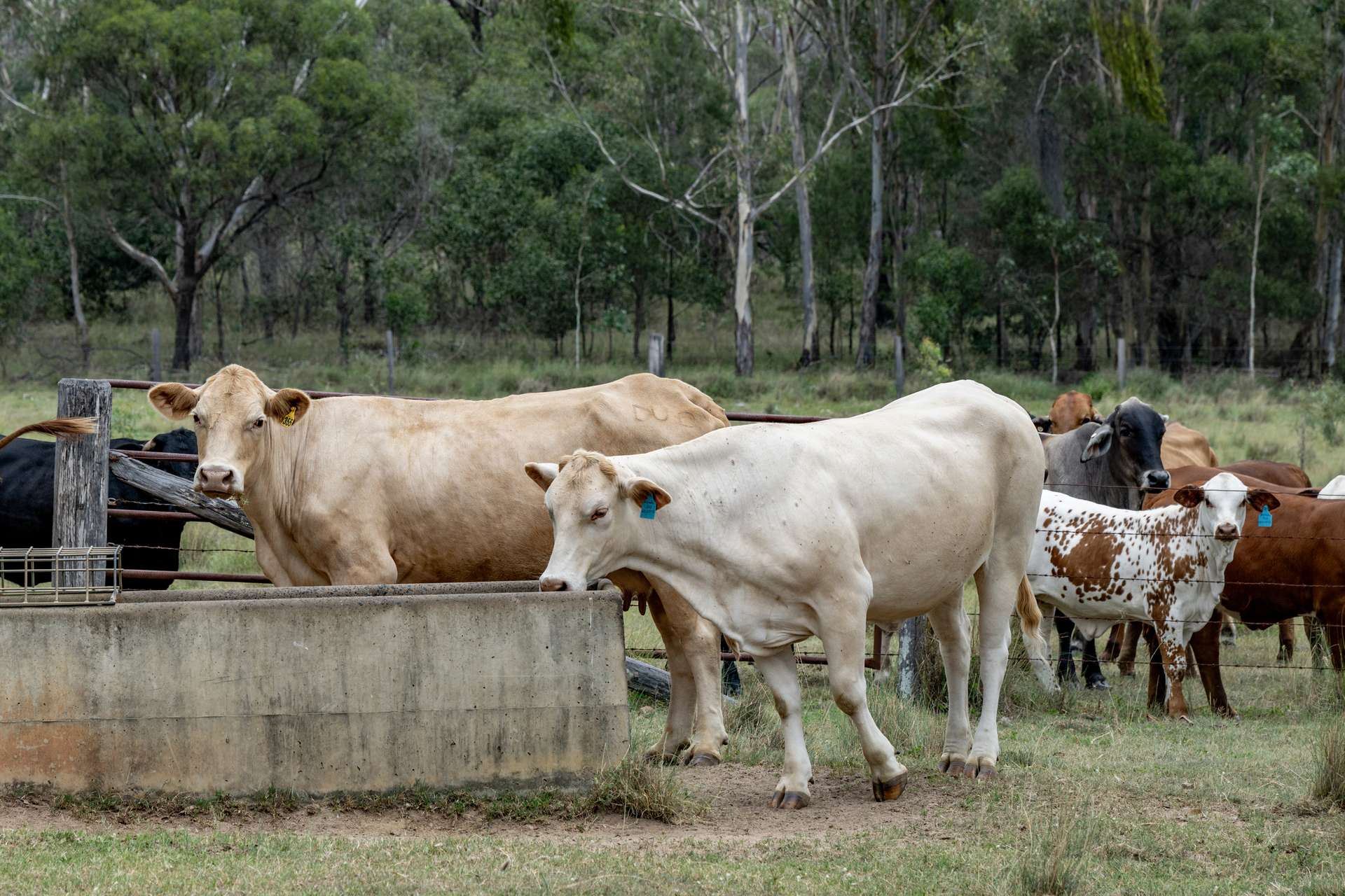 250 Nanango Tarong Road, Nanango For Sale by Farmbuy.com - image 28