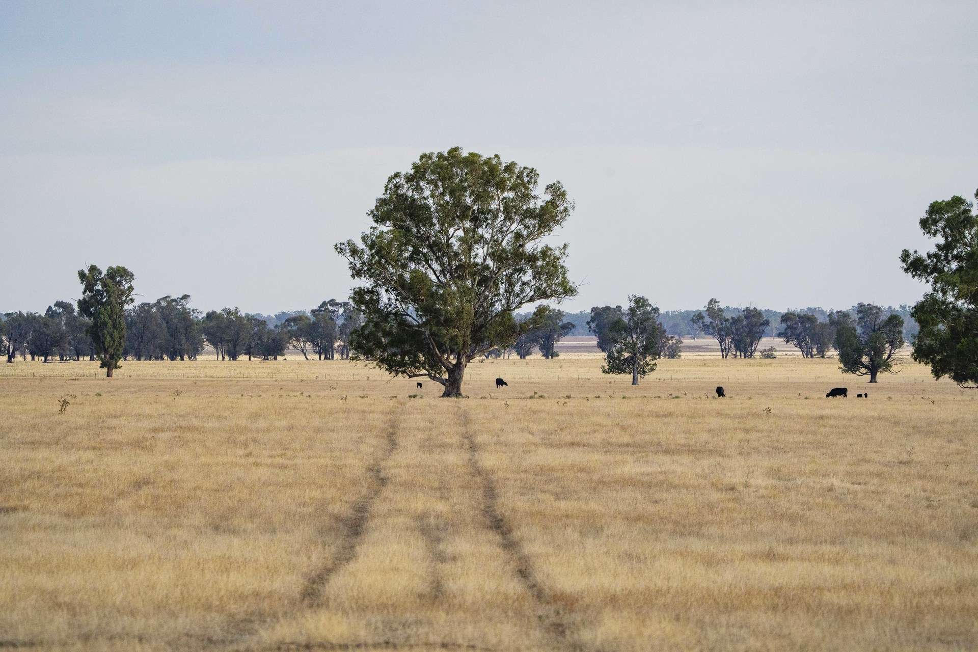 1152 Central Island Road, Galore For Sale by Farmbuy.com - image 4