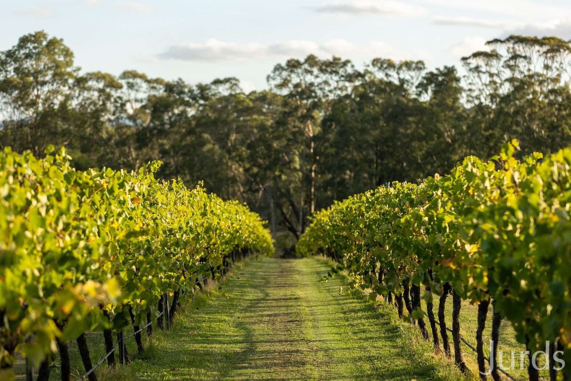 28 Racecourse Lane, Pokolbin For Sale by Farmbuy.com - image 6