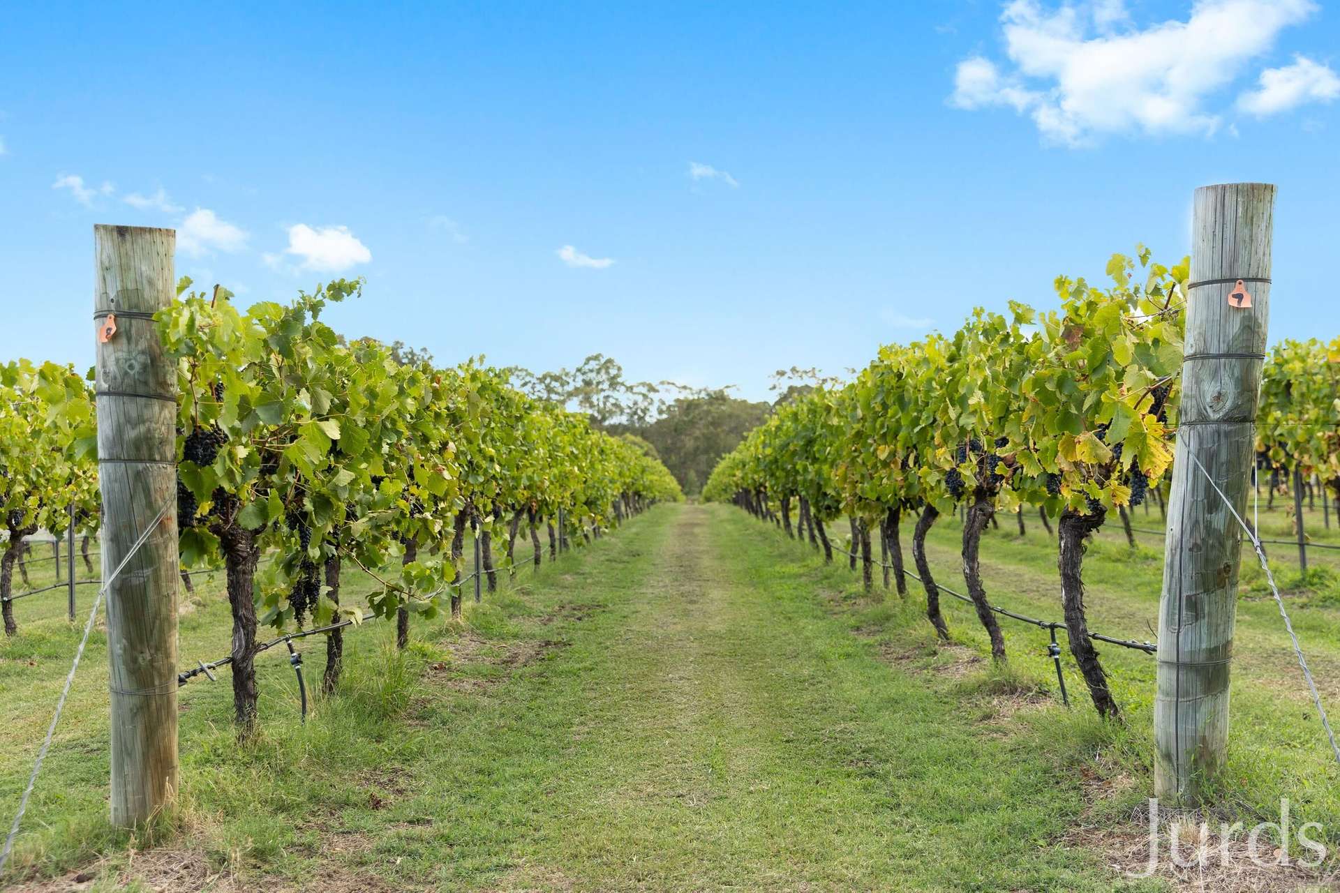 28 Racecourse Lane, Pokolbin For Sale by Farmbuy.com - image 30