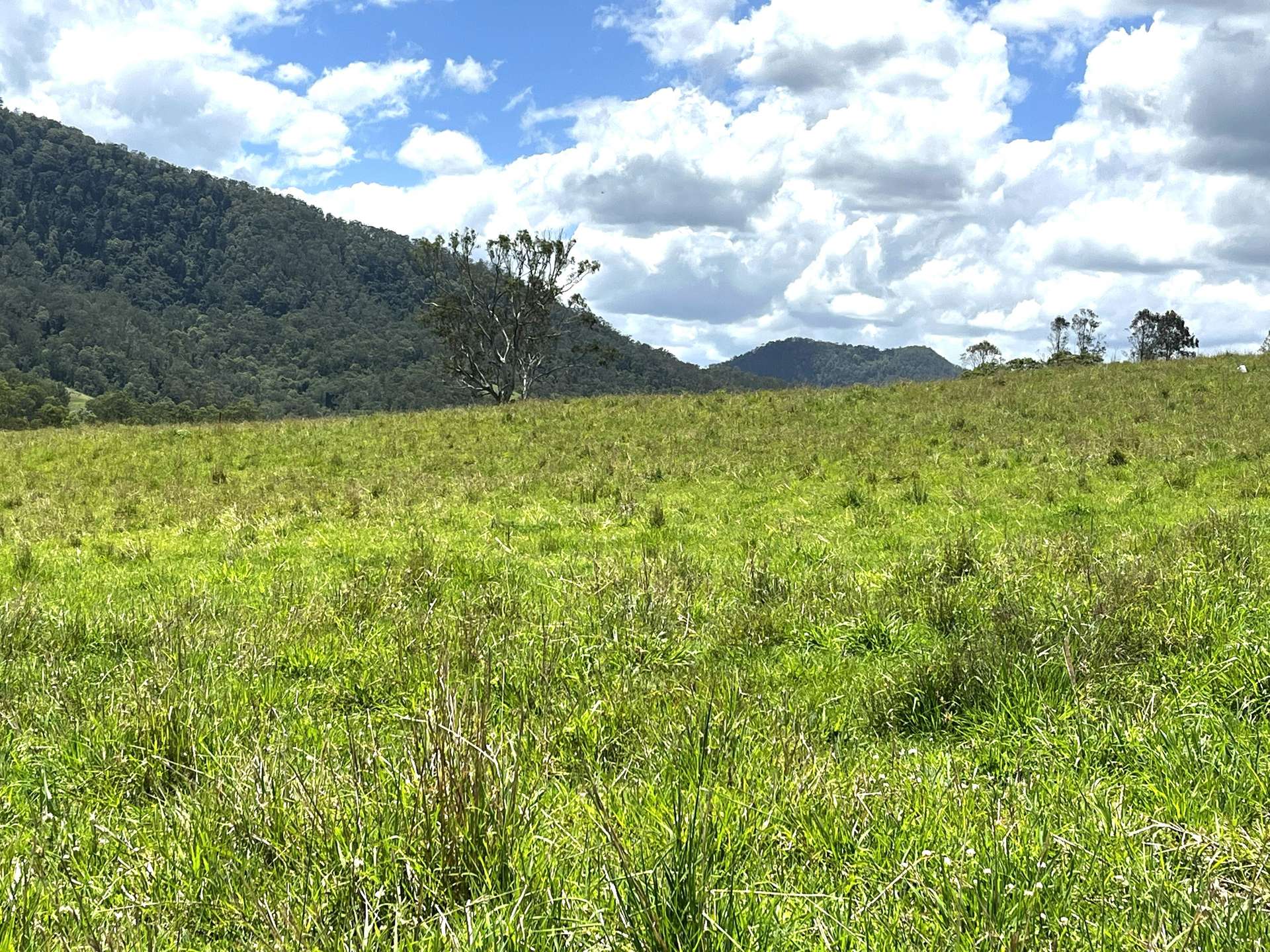 Lot 482 Sherwood Rd, Kyogle For Sale by Farmbuy.com - image 3