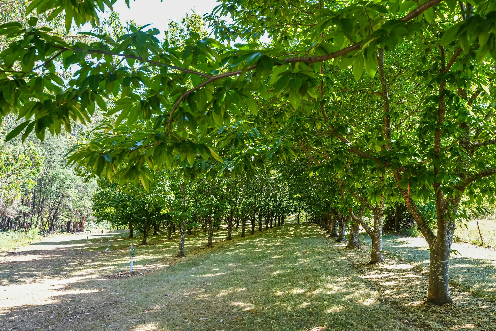 192 Myrtleford-Stanley Road, Stanley For Sale by Farmbuy.com - image 35