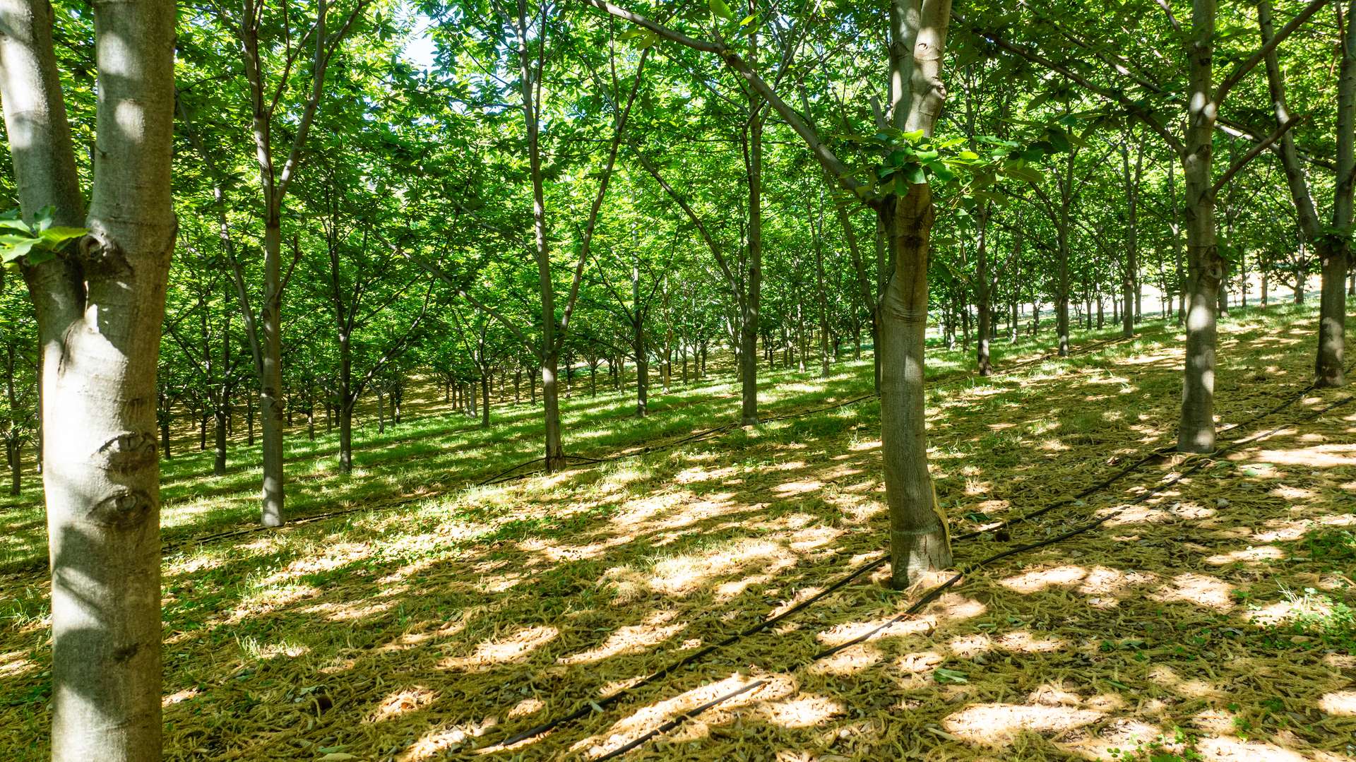 192 Myrtleford-Stanley Road, Stanley For Sale by Farmbuy.com - image 32