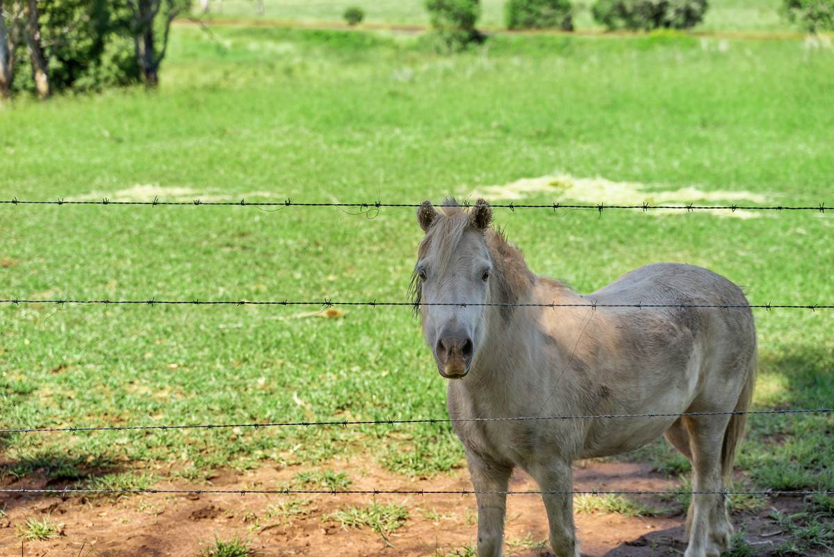 13150 Summerland Way, Kyogle For Sale by Farmbuy.com - image 27
