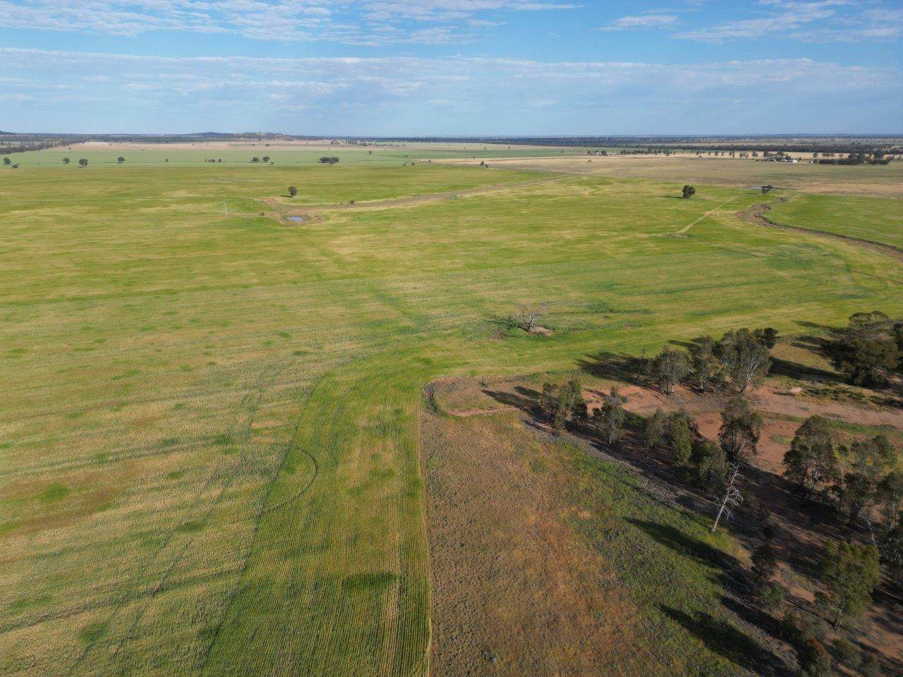 'Cleveland' 548 Cunningtons Lane, West Wyalong For Sale by Farmbuy.com - image 12