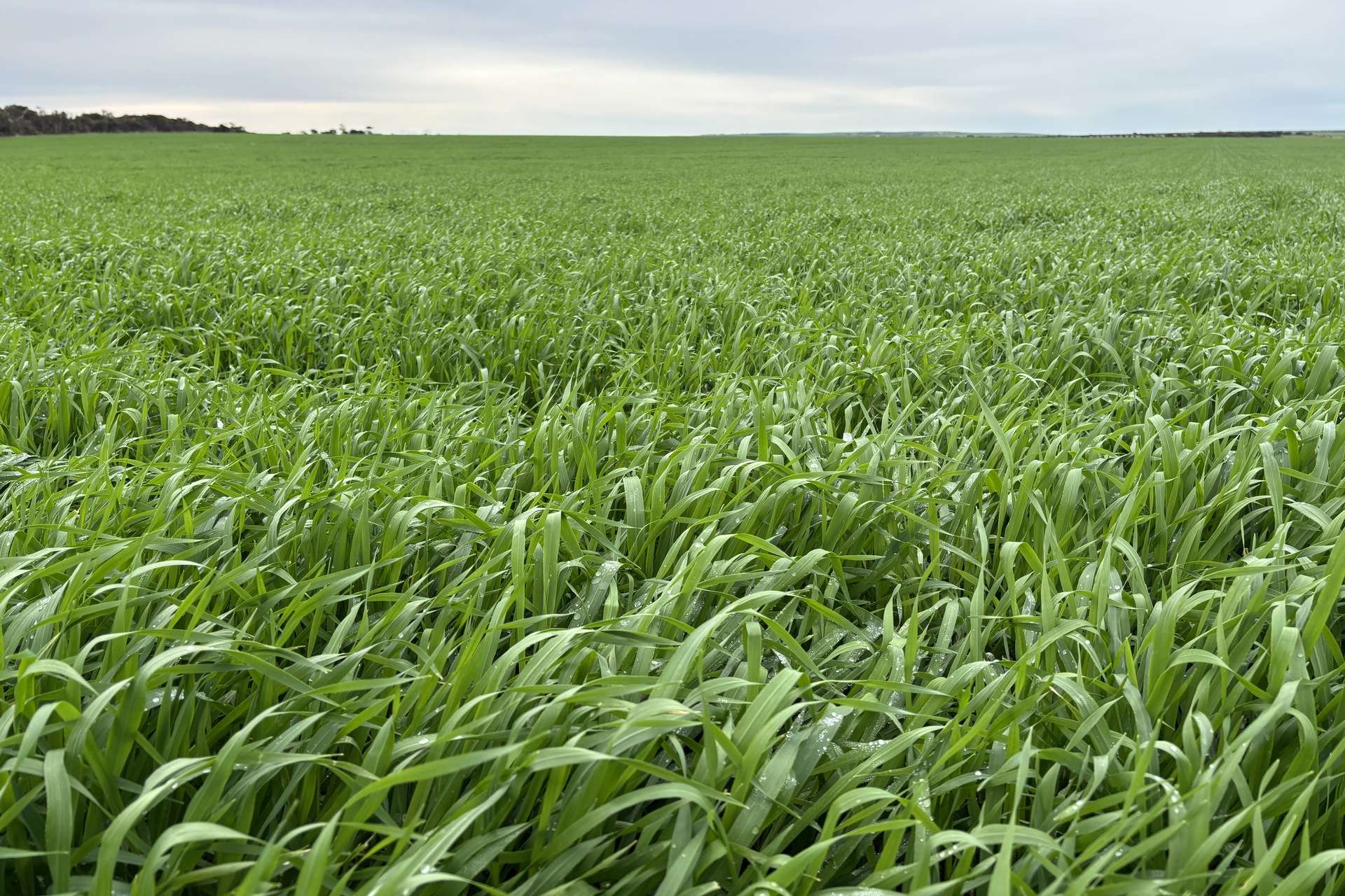 Lot 67,  South Coast Road, Tumby Bay For Sale by Farmbuy.com - image 12