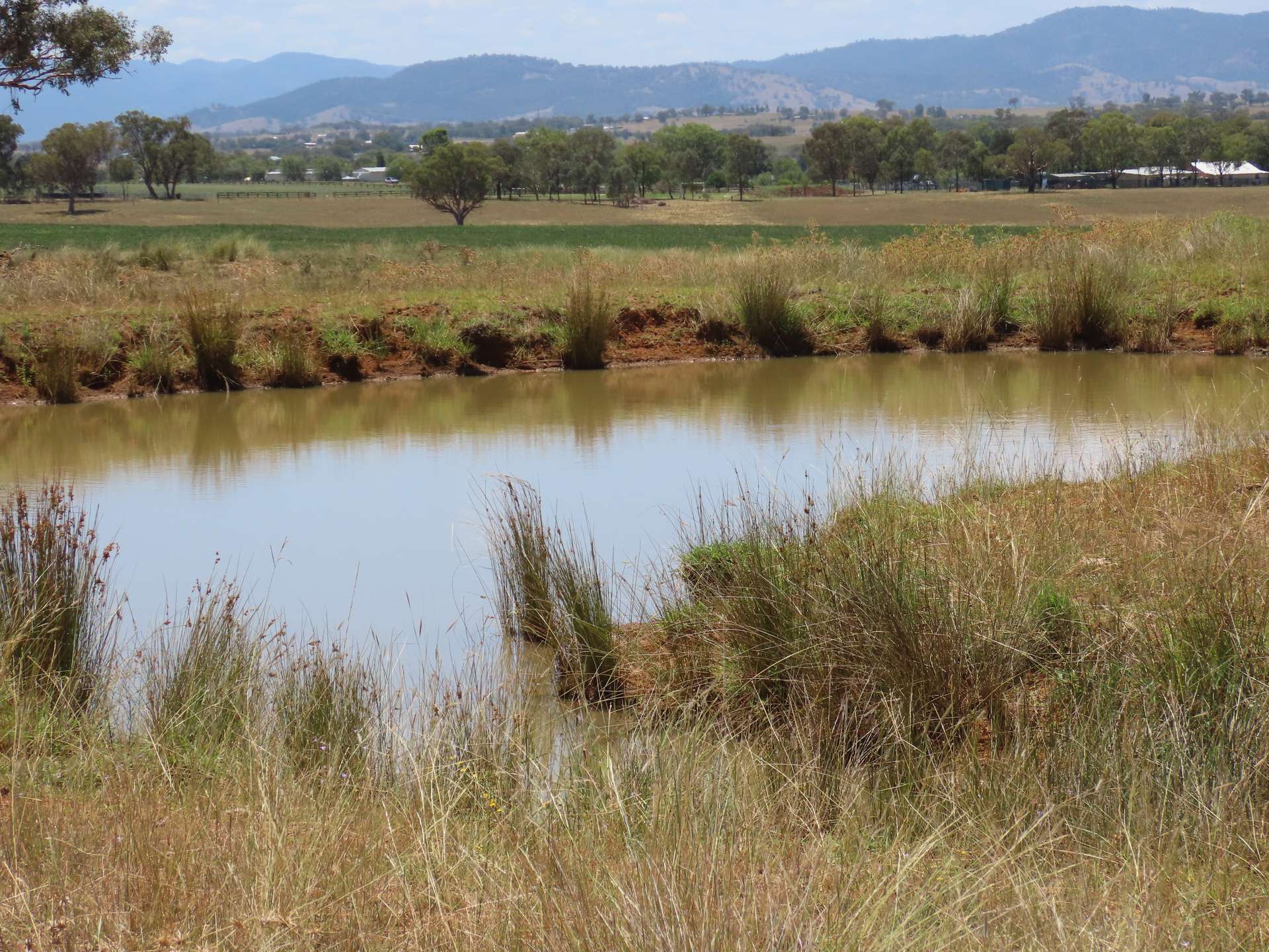 "Wattle-wee-doo" 14213 New England HWY, Timbumburi For Sale by Farmbuy.com - image 4