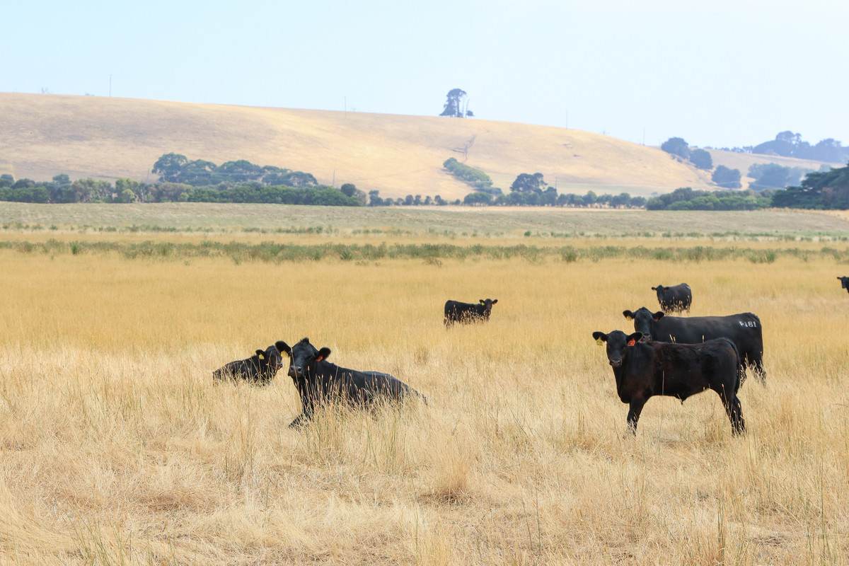 Lot 6,  Orchards Road, Narrawong For Sale by Farmbuy.com - image 3