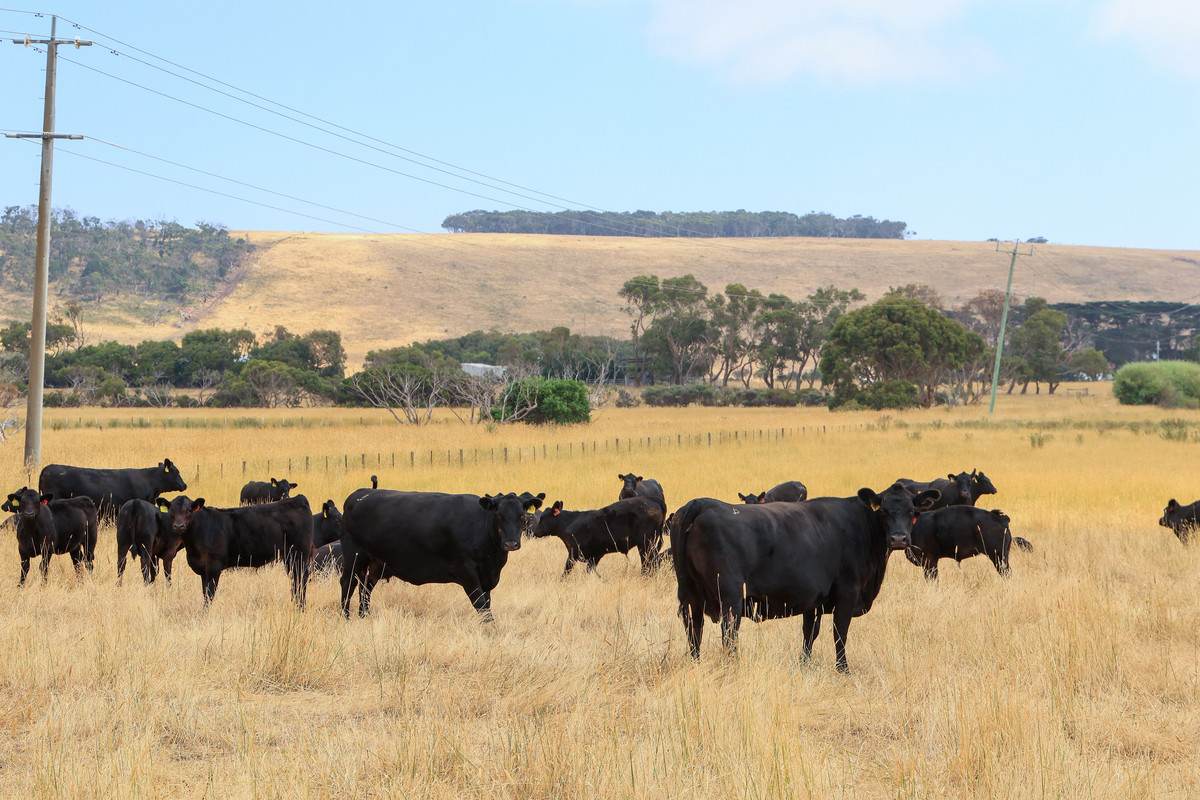 Lot 6,  Orchards Road, Narrawong For Sale by Farmbuy.com - image 4
