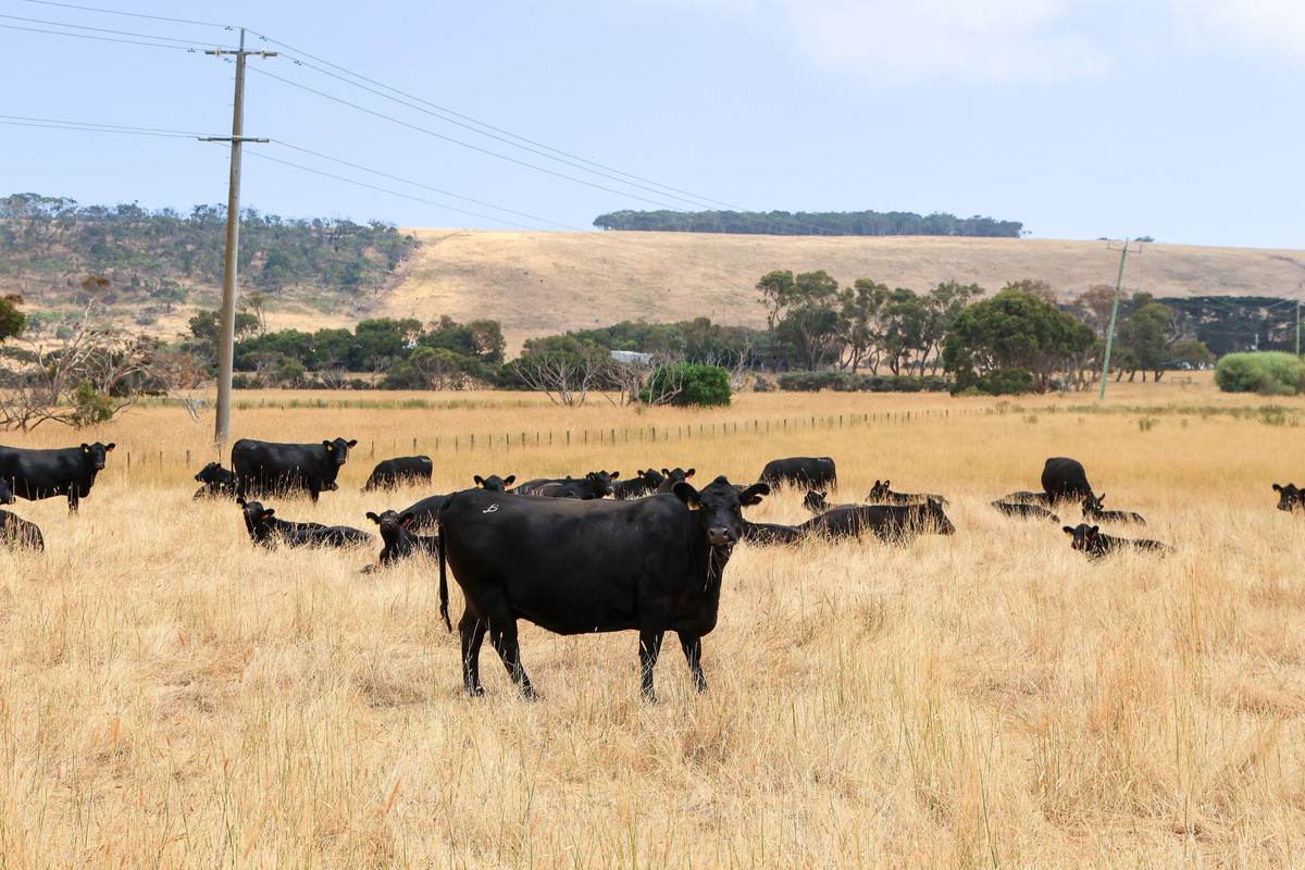 Lot 6,  Orchards Road, Narrawong For Sale by Farmbuy.com - image 2
