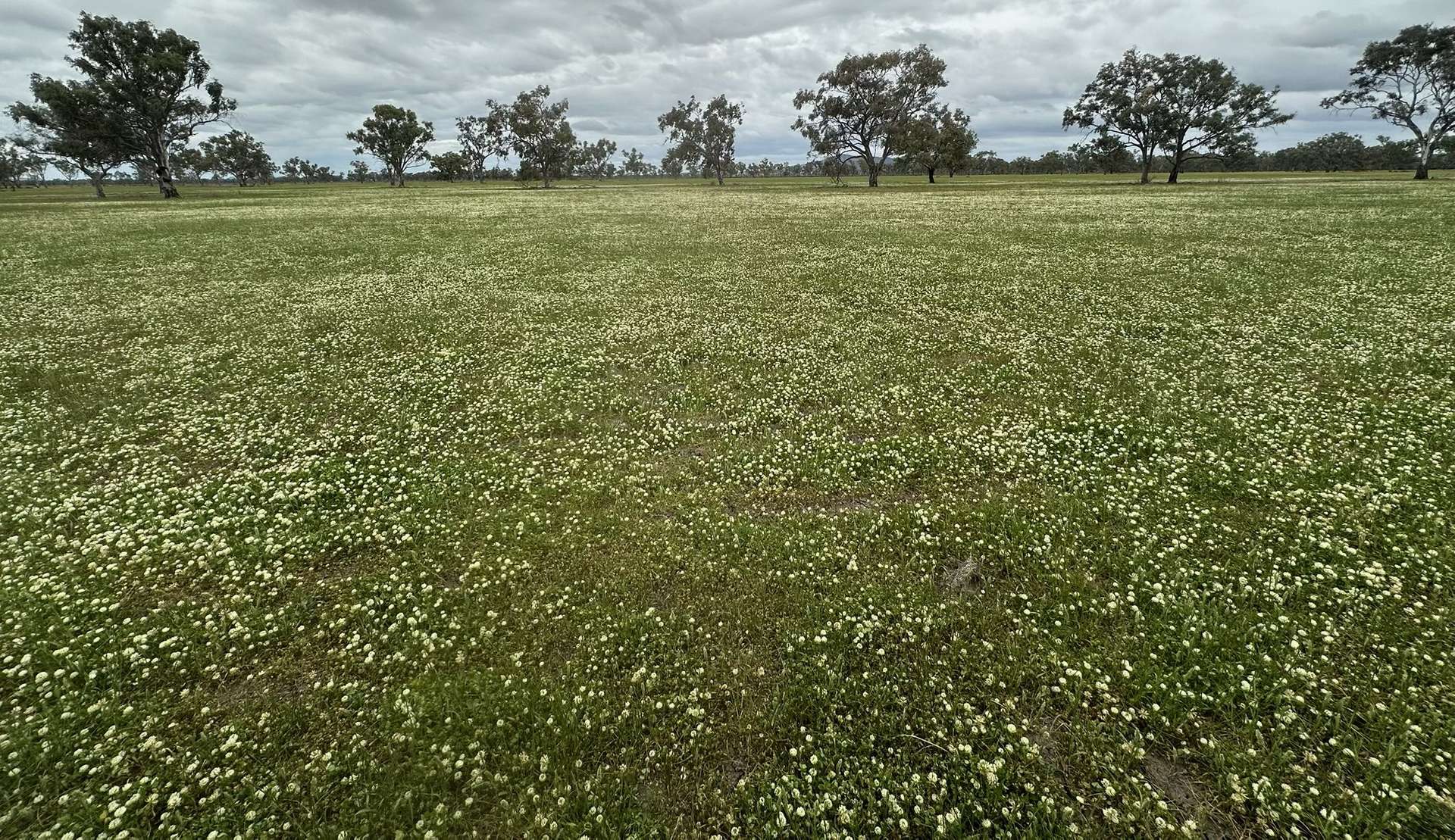 94 Gullifers Road, Forbes For Sale by Farmbuy.com - image 3