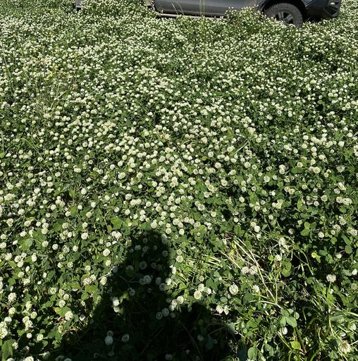 94 Gullifers Road, Forbes NSW 2871