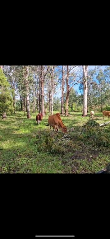 118 Watsons Road, Wang Wauk For Sale by Farmbuy.com - image 23