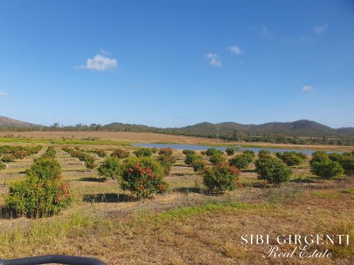 Farm For Sale - QLD - Mutchilba - 4872 - Established Lychee Orchard 