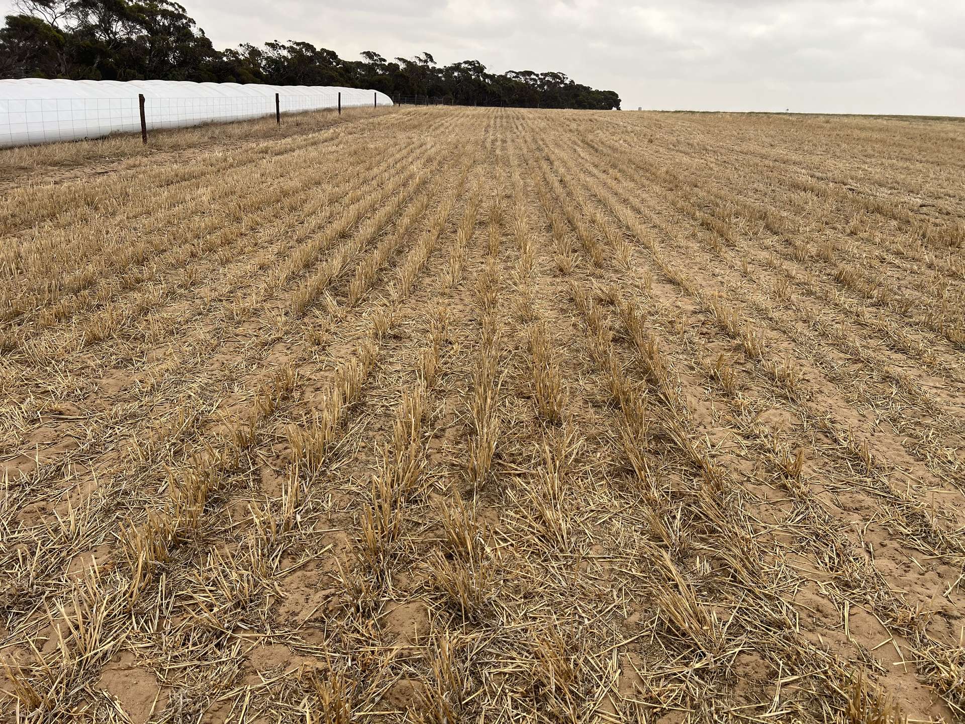 183 Kulkawurra Road, Karoonda For Sale by Farmbuy.com - image 17