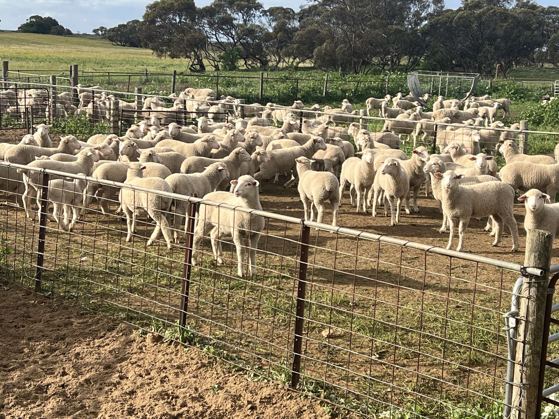 183 Kulkawurra Road, Karoonda For Sale by Farmbuy.com - image 16